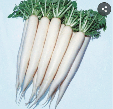 Radish (मूली)